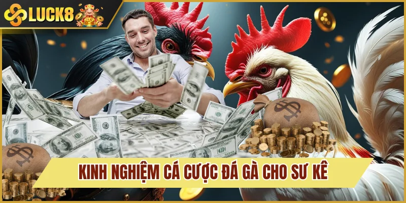 Bí kíp xuống tiền tại các trận đá gà