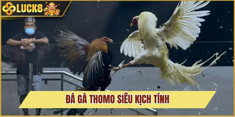 đá gà thomo kịch tính